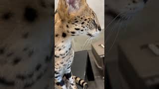 【おはようサーバルシリーズ㉜】