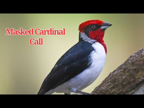 Kardinálka masková (Paroaria nigrogenis) — video o speve a chove
