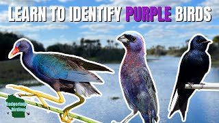 Learn to Identify 10 Birds that are PURPLE!
