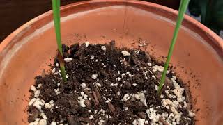 How to Germinate Store-bought Dates
