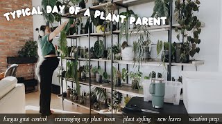 life as a plant parent 🪴 fungus gnat control, plant styling & prepping for a long trip!