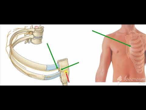Pectoral region cutaneous nerves 2