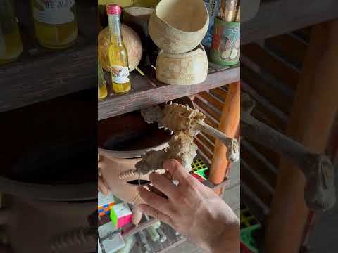 Tour de chocolate Tangara El Castillo Río San Juan #riosanjuan #nicaragua #elcastillo #chocolate
