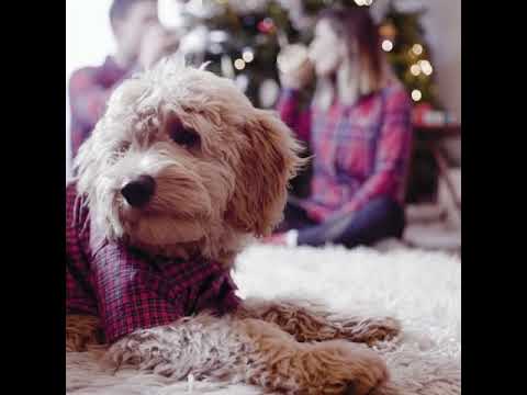 dog video | cute and funny dogs ep #109