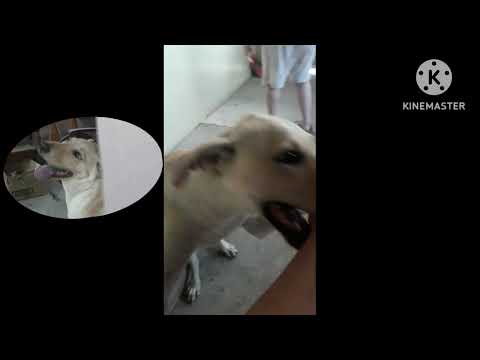 money is restless all day because of the extremely hot weather,,