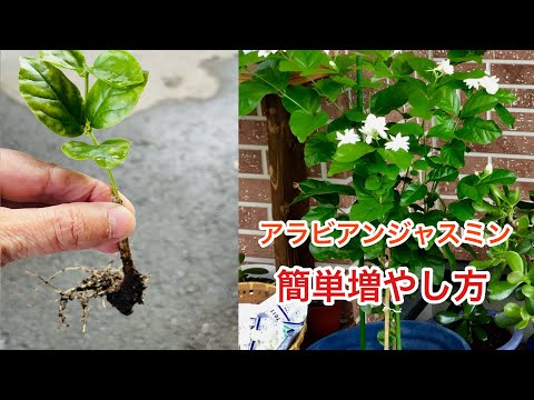 園芸 アラビアン ジャスミン、サンバック ジャスミン