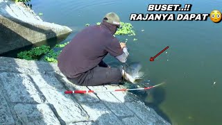 Download lagu Ganas..! Mancing pas dapat rajanya sampai kuwalahan  mp3