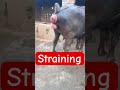 Straining L Prolapse L Rectal Prolapse L Dr Umar Khan
