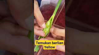 Download lagu Temukan Berlian Kuning Termahal Di tanaman ini #prank #shorts #short mp3