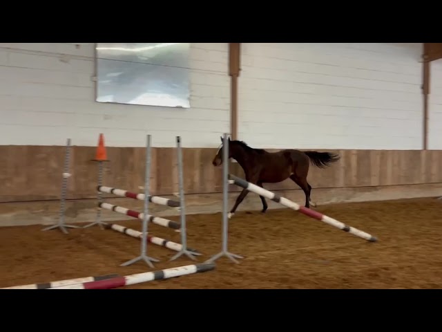 Male Z ideal cso et cce 