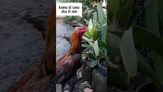 Download lagu Ayam,kamu disana aku di sini #shorts #short #ayam #lucu mp3 Download lagu Ayam,kamu disana aku di sini #shorts #short #ayam #lucu mp3