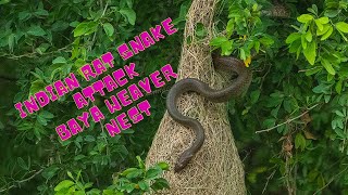 Download lagu Indian Rat Snake attack Baya Weaver nest mp3 Download lagu Indian Rat Snake attack Baya Weaver nest mp3