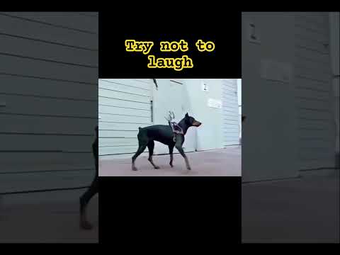 Try not to laugh #funny #shorts #shortsfeed #funnyshorts