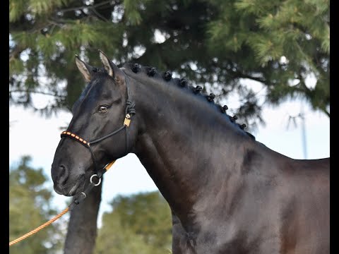 POETA DE SUSAETA - NIVEL SAN JORGE - SPANISH HORSE - BLACK HORSE - SUSAETA STUD