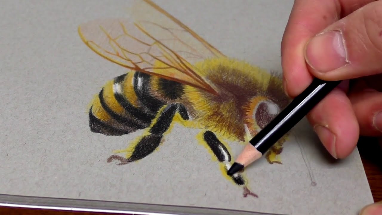 3d drawing and coloring of a bee by stefan pabst