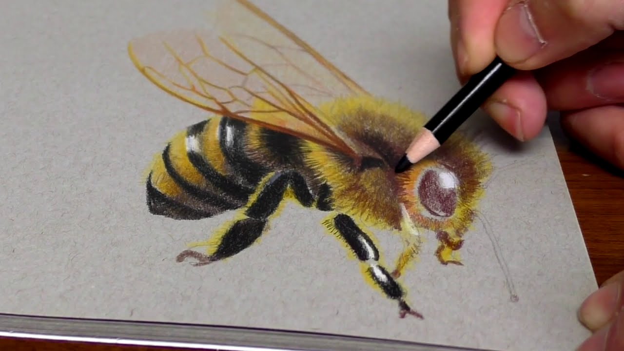 3d drawing and coloring of a bee by stefan pabst