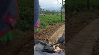 Download lagu Status wa di puncak mp3