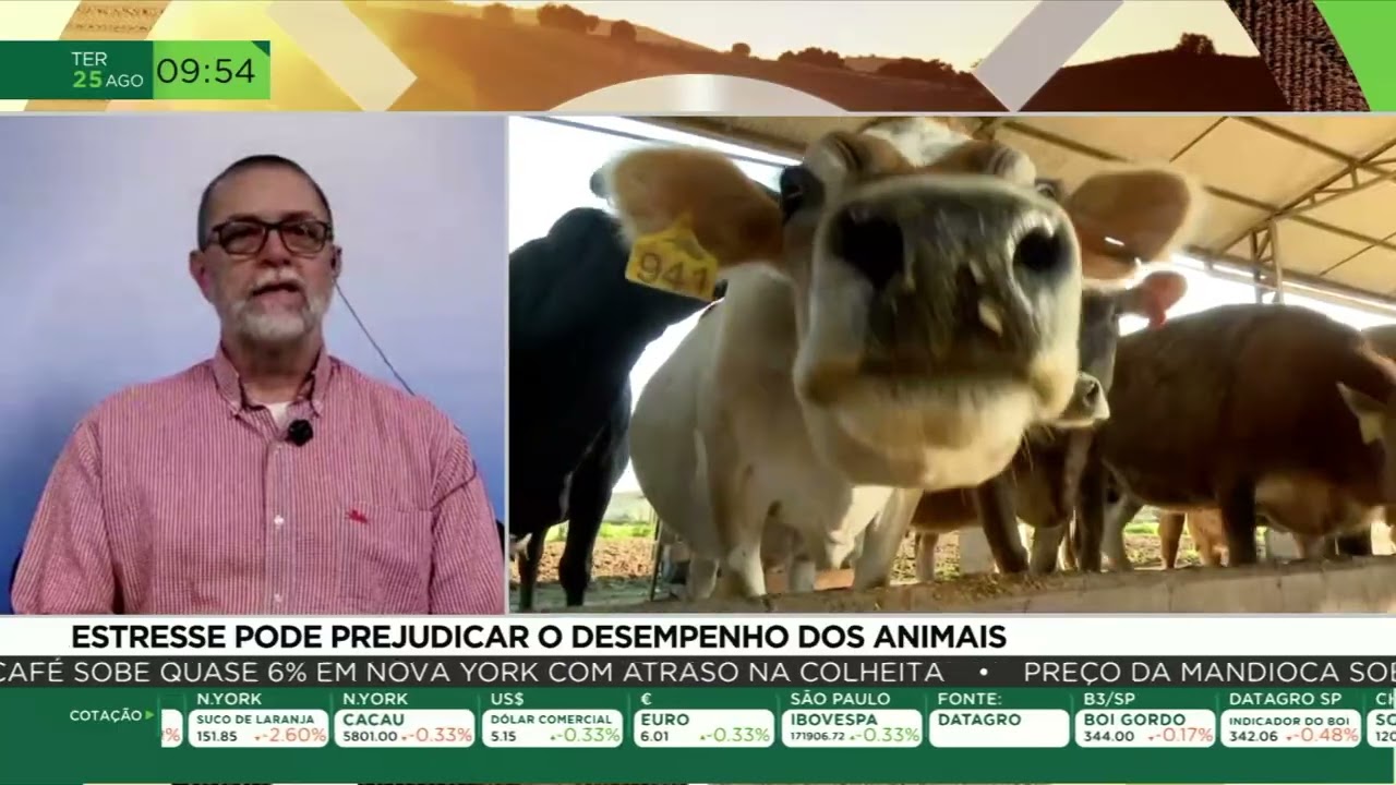 Senciência animal: como o bem-estar influencia o manejo do gado