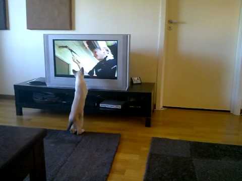 download lagu mp3 mp4 Cinema Cattery, download lagu Cinema Cattery gratis, unduh video klip Cinema Cattery