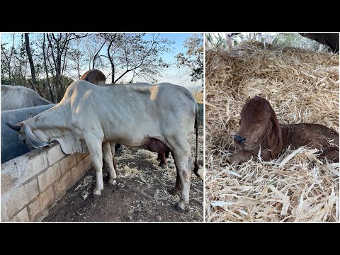 😱🐄The star finally gave birth! Look at this gorgeous calf she has! 😱🐄