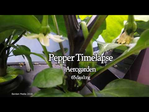 Jalapeño Pepper growing Timelapse in Aerogarden