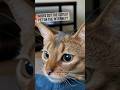 Abyssinians cat 😍 #catshorts #abyssinian