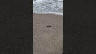 battipaglia-emozione-sulla-spiaggia-e-nata-la-prima-tartarughina
