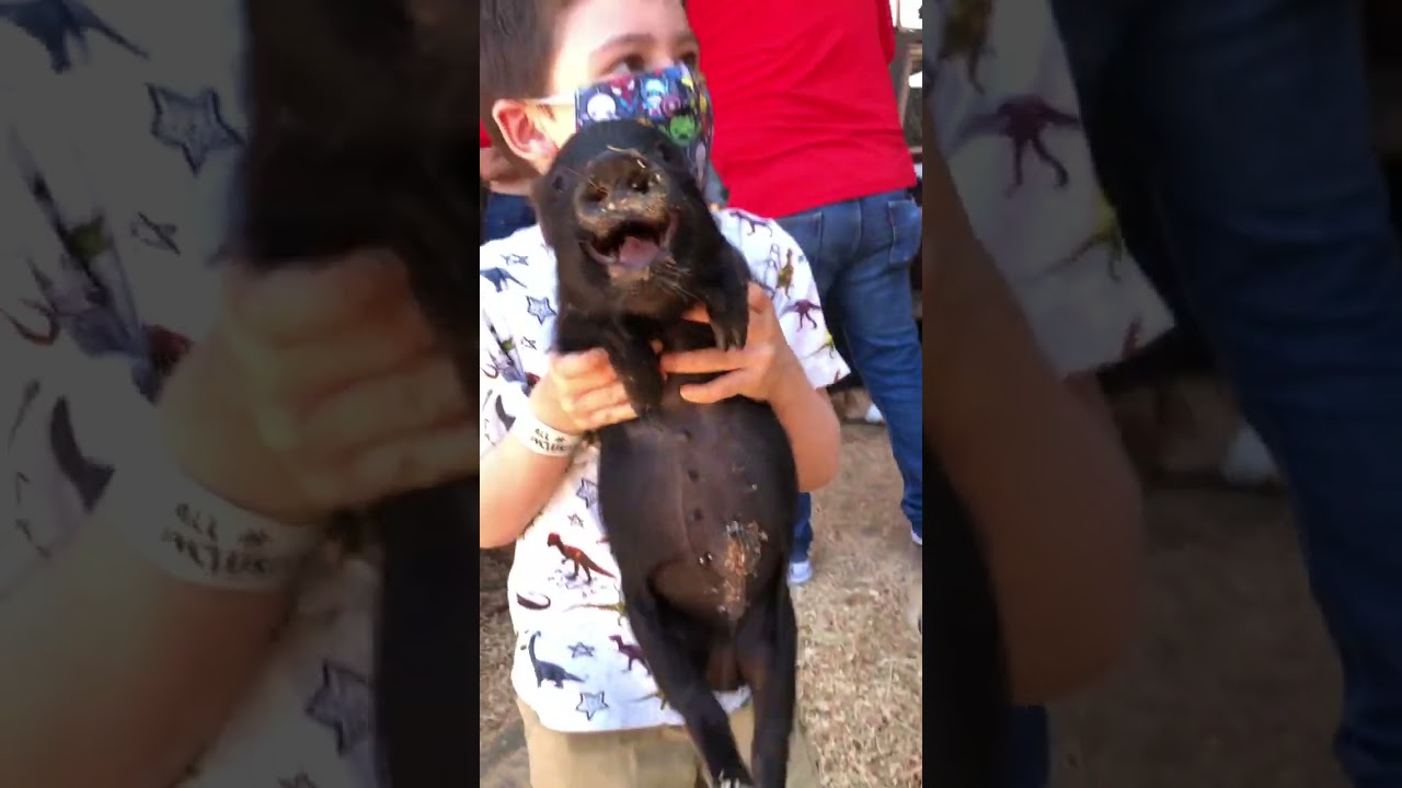 Baby Pig Squealing  #shorts #cute