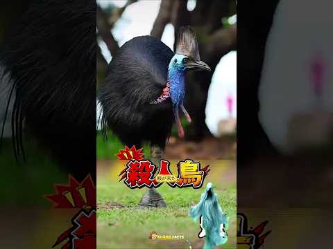 時速50キロで走る殺人鳥…逃げ切れるのか！？#shorts #japan