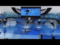 Orlando Florida SeaWorld Killer Whale Full Show 2021 4K