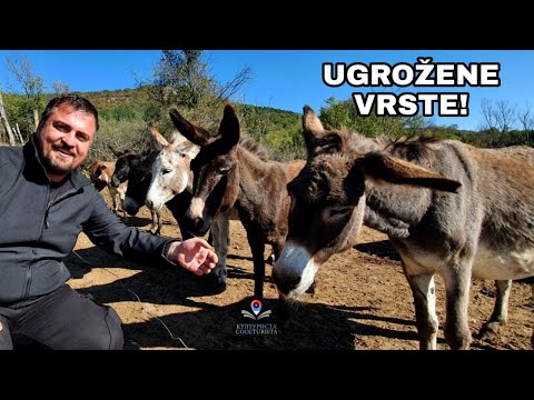 Kulturista ep. 23 - Potraga za ugroženim vrstama