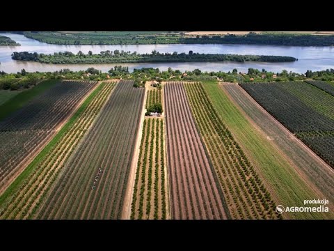 Ovako DOBAR  ZASAD JABUKE Još Niste Videli - Protivgradne Mreže, Kvalitetna Zaštita i Đubrenje...