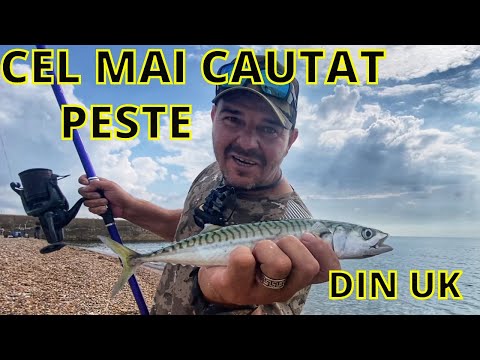 Pescuit la Macrou in UK cu Taparine - Tehnici si secrete pentru capturi Impresionate