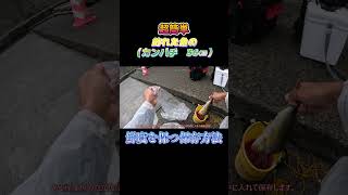 超簡単！釣った魚（カンパチ　36㎝）を鮮度を保つ方法で保存してみた。#shorts #釣り #ショアジギング