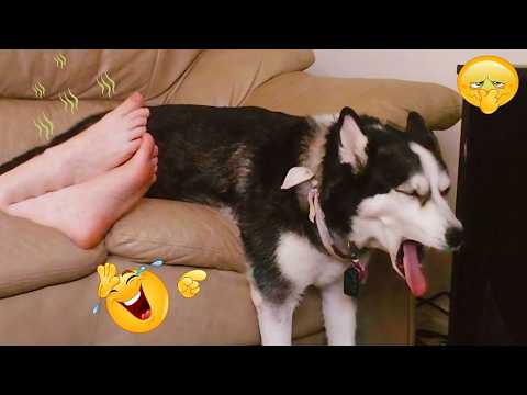 Impossible Not to Laugh at These Cats - Funniest Cat Moments Ever Filmed  OMG 2026 Funny Cats!