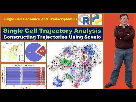 Single cell Trajectory Analysis: Constructing Trajectories Using Scvelo