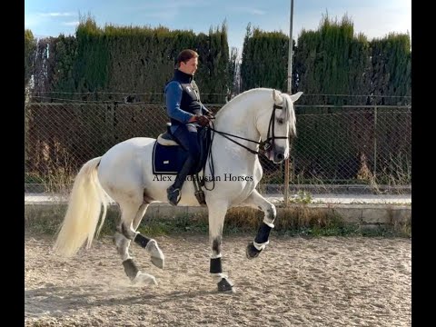 TOP FEI QUALITY / PRE / Dressage GP Horse