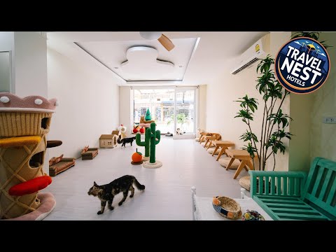 Catnip Seaside Hotel & Cafe | Phuket, Thailand | Hotel Review 🌟