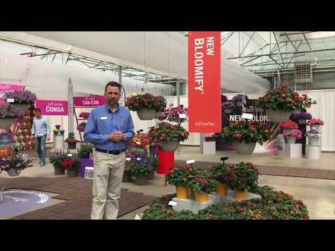 Bloomify Lantana from Ball FloraPlant thumbnail