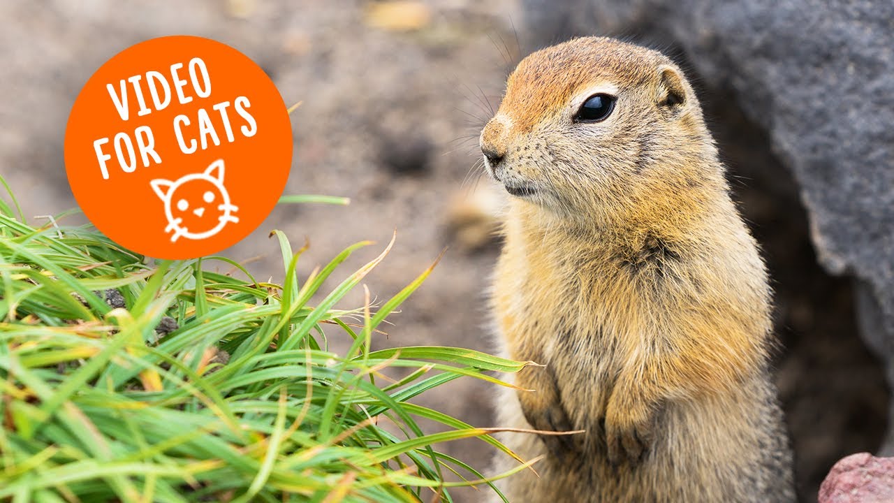 The Best Documentaries About Gopher
