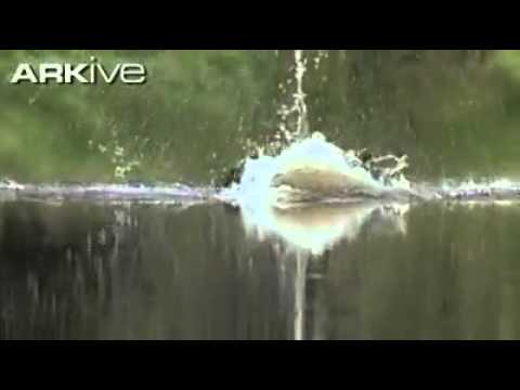 amazing hunting by eagle.mp4