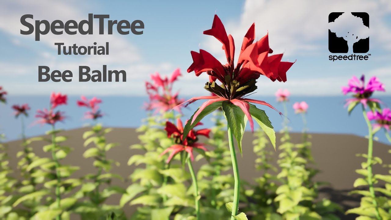 Bee Balm Flowers with free 3D Model