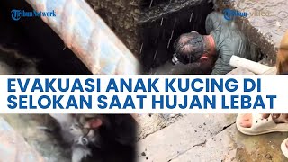 Pria Heroik Selamatkan Anak Kucing yang Terjebak di Selokan Air Kotor, Rela Terjang Hujan Lebat