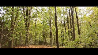 Autumnal Woodland Serenity