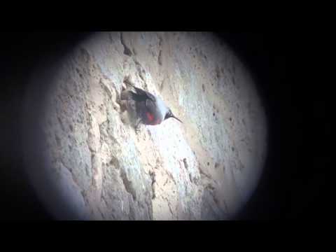 Wallcreeper, Vianne, 20/03/16
