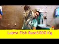 Jheenga Sasta Ho Gaya | Latest Rates of Fish Palla 3500/Kg | Mossa Colony | Hello views