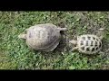 Batman The Busy Tortoise Chasing Toby Tortoise