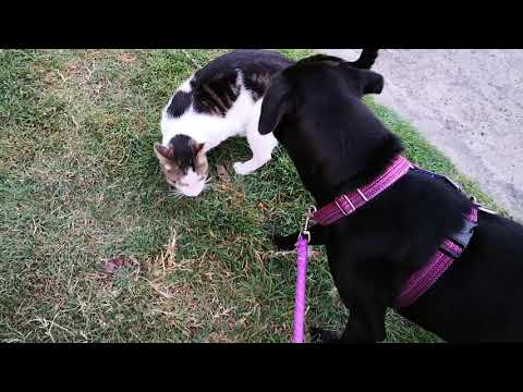 Joan and Amala are good with cat.