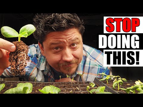 Solutions To Blossom End Rot In Tomatoes etc