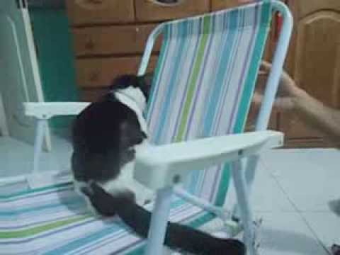 Neko Master " punhos felinos".